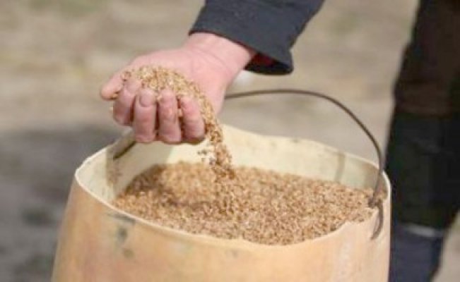A furat 6 saci cu cereale, la Cerchezu